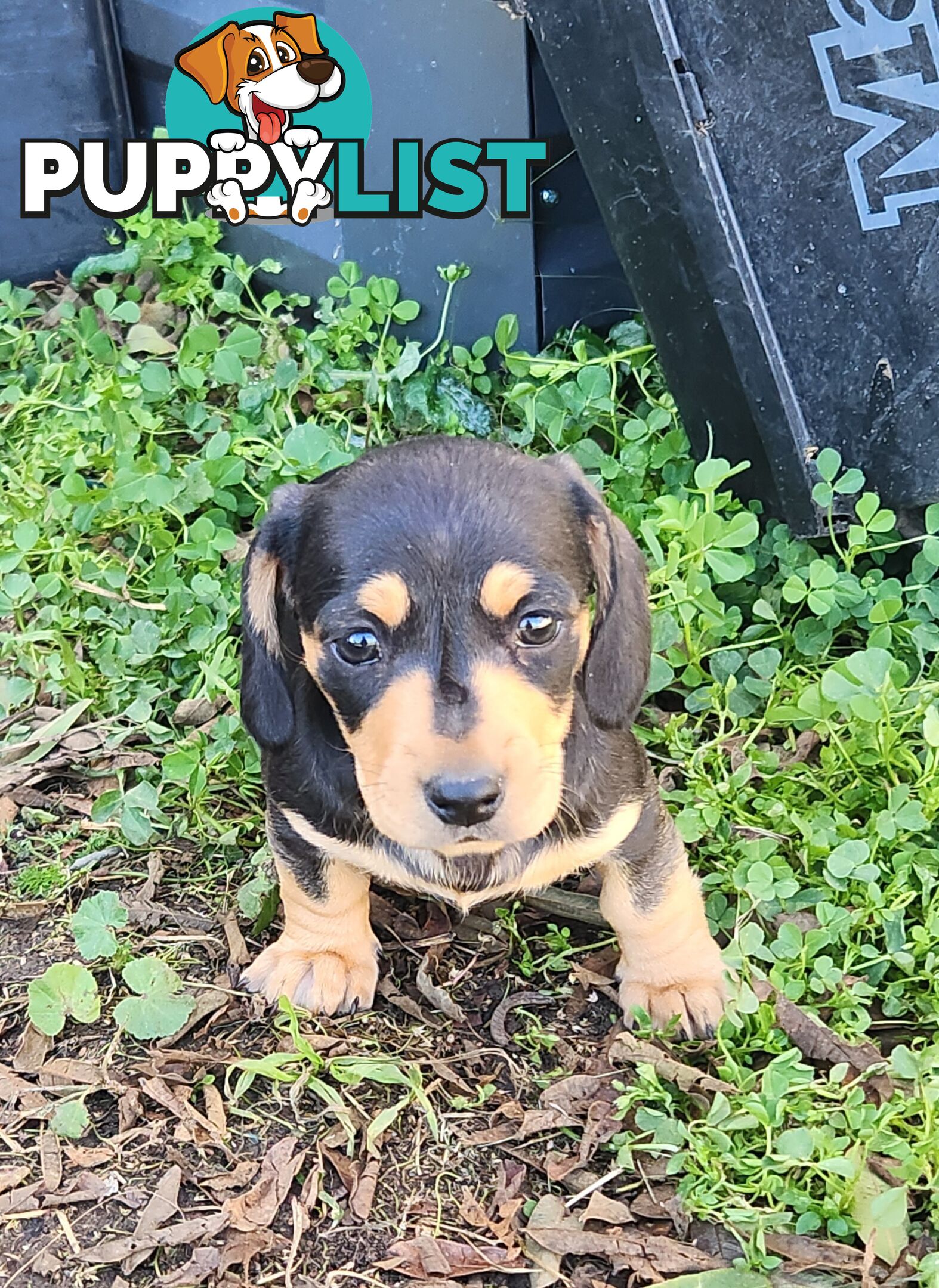 Miniature purebreed dashshound pupy