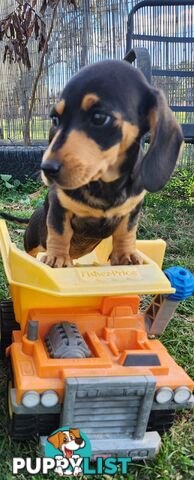 Miniature purebreed dashshound pupy