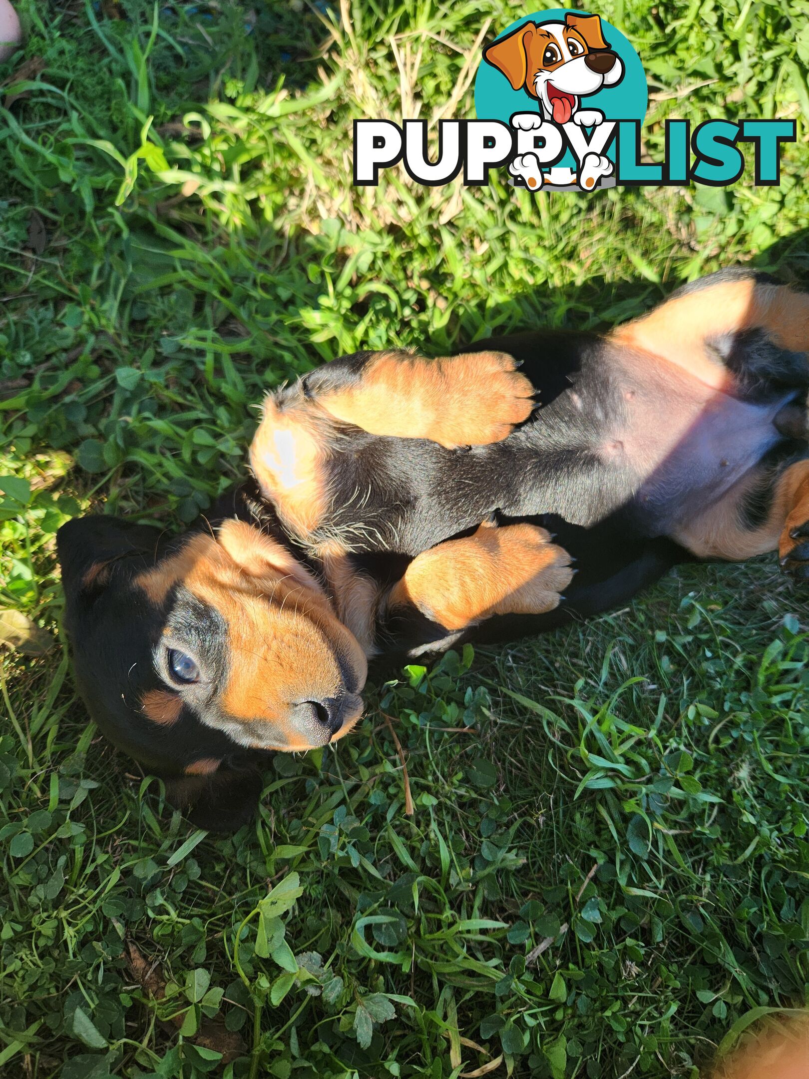 Miniature purebreed dashshound pupy