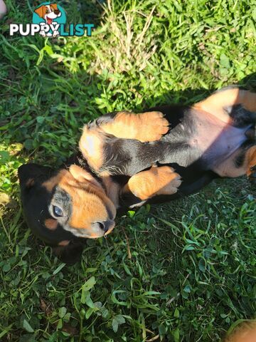 Miniature purebreed dashshound puppies