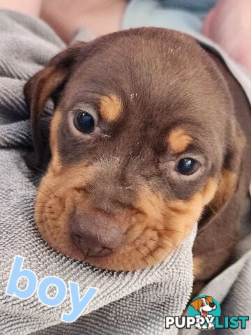 Miniature purebreed dashshound pupy