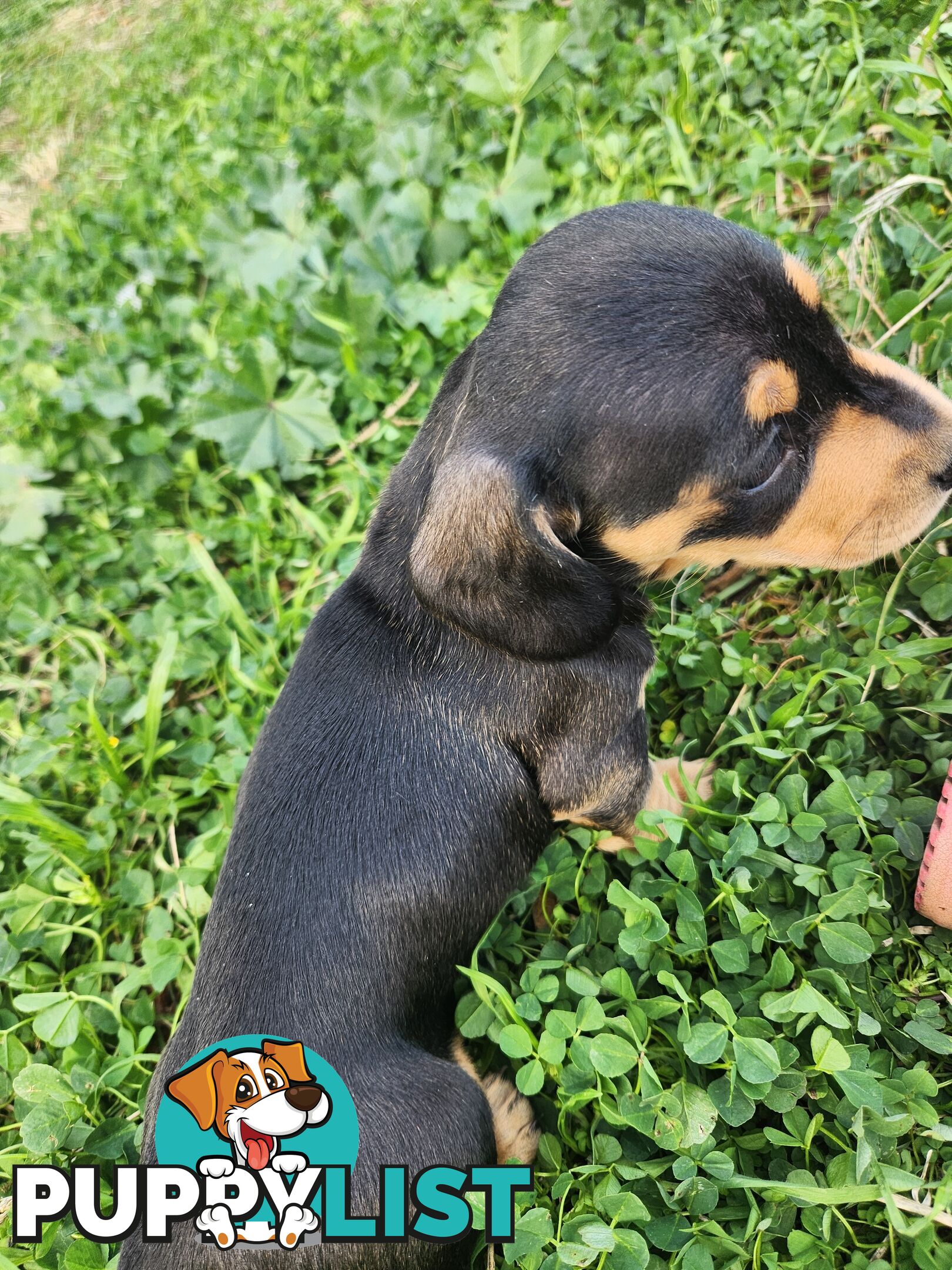 Miniature purebreed dashshound puppies