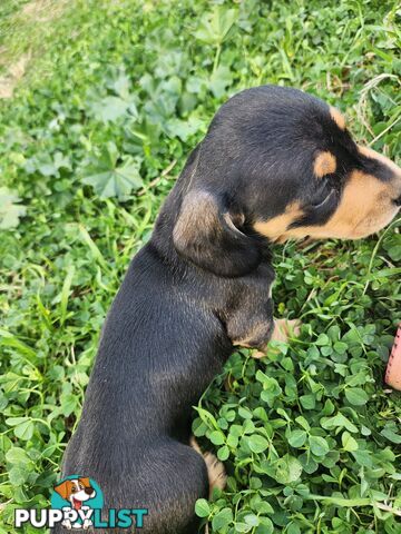 Miniature purebreed dashshound puppies