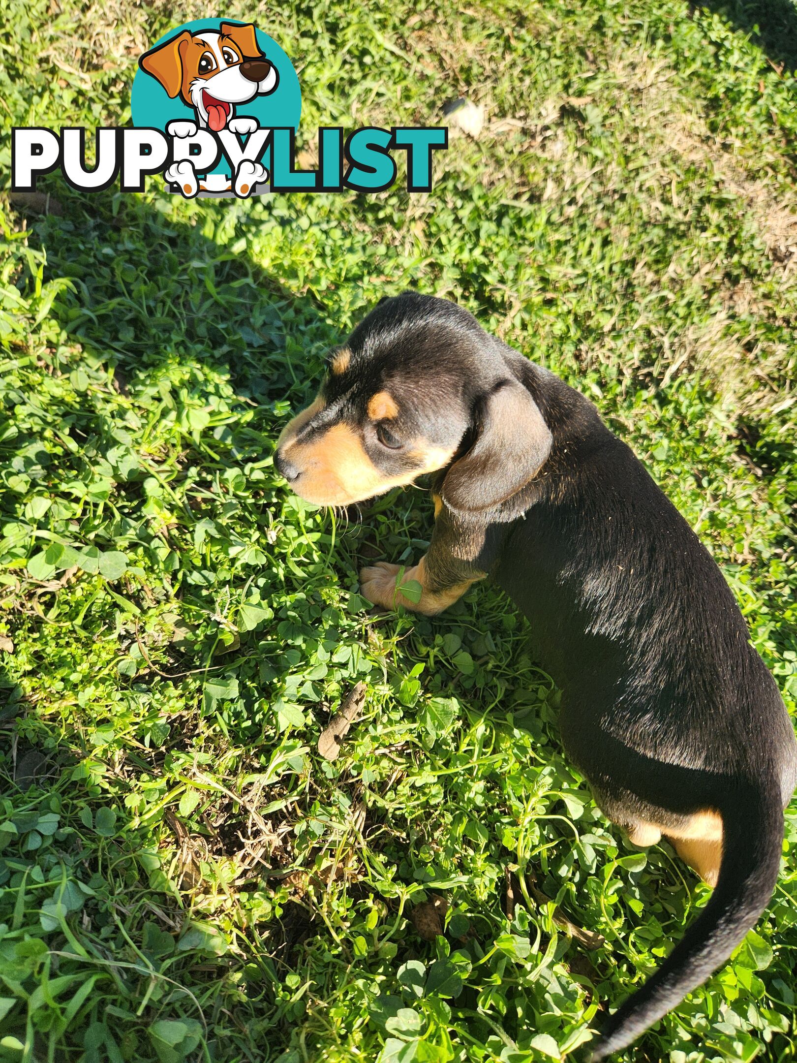 Miniature purebreed dashshound pupy