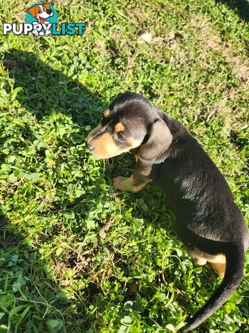 Miniature purebreed dashshound pupy