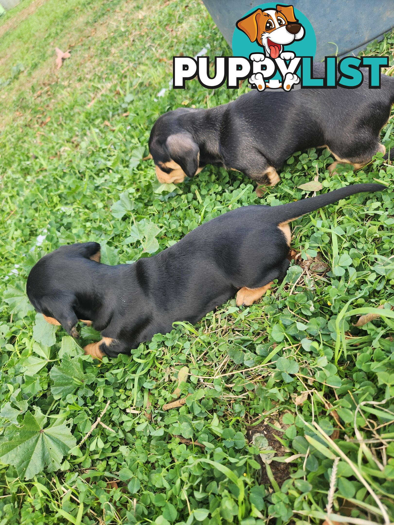 Miniature purebreed dashshound puppies