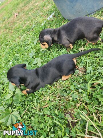 Miniature purebreed dashshound puppies