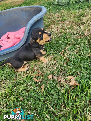 Miniature purebreed dashshound puppies