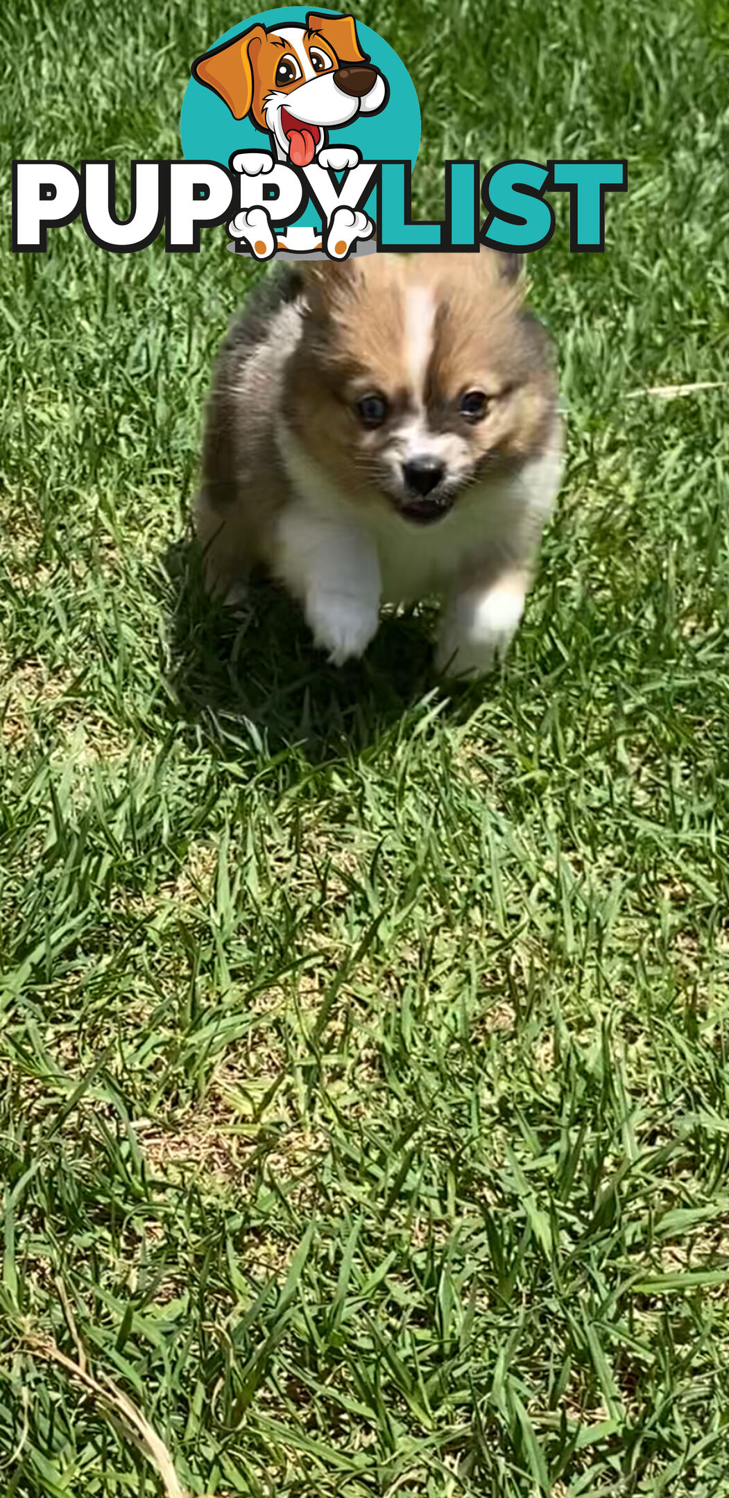 Pomeranian Puppies puppy