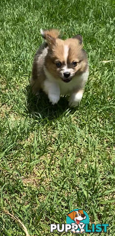 Pomeranian Puppies puppy