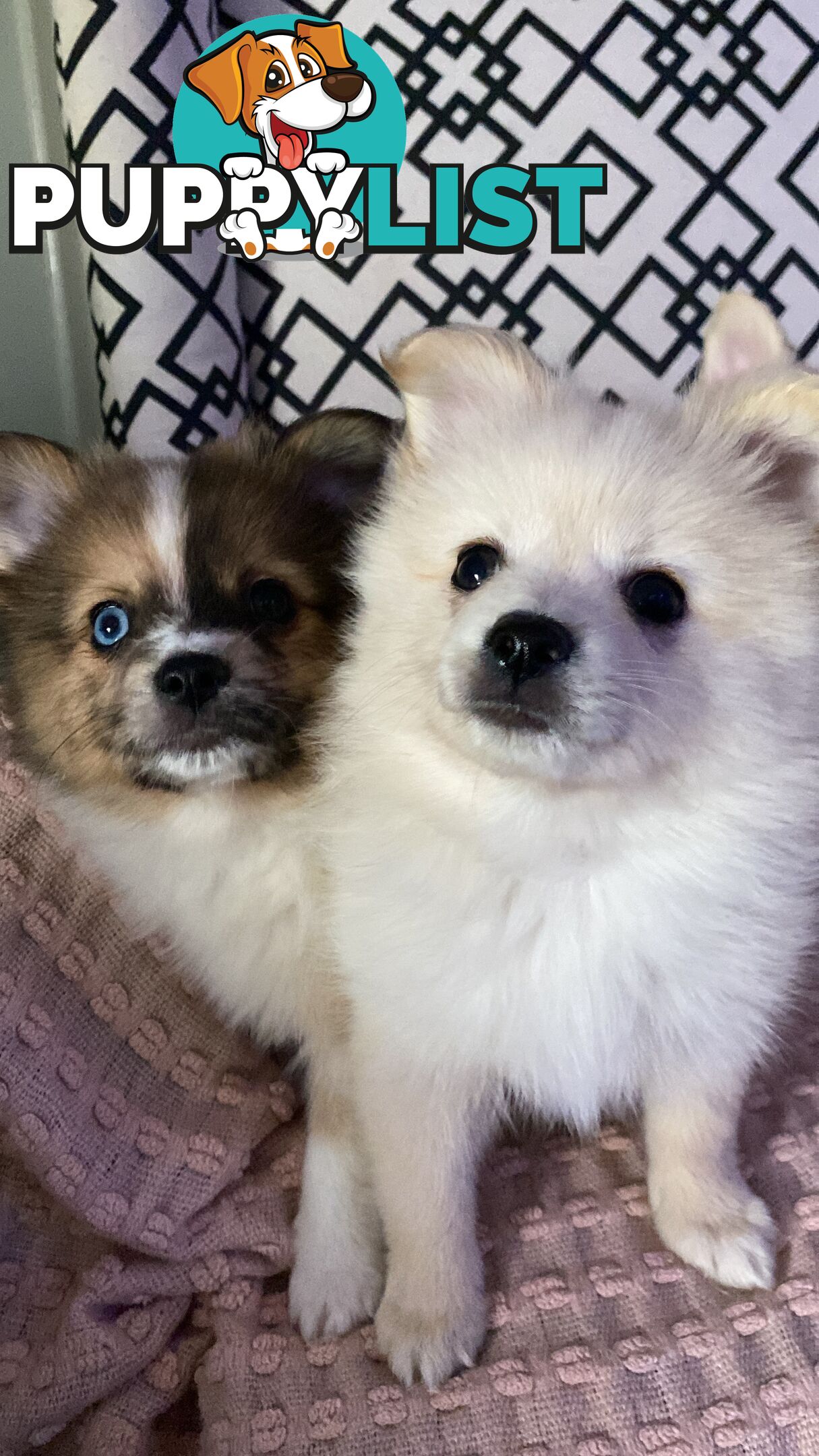 Pomeranian Puppies puppy