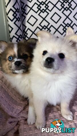 Pomeranian Puppies puppy