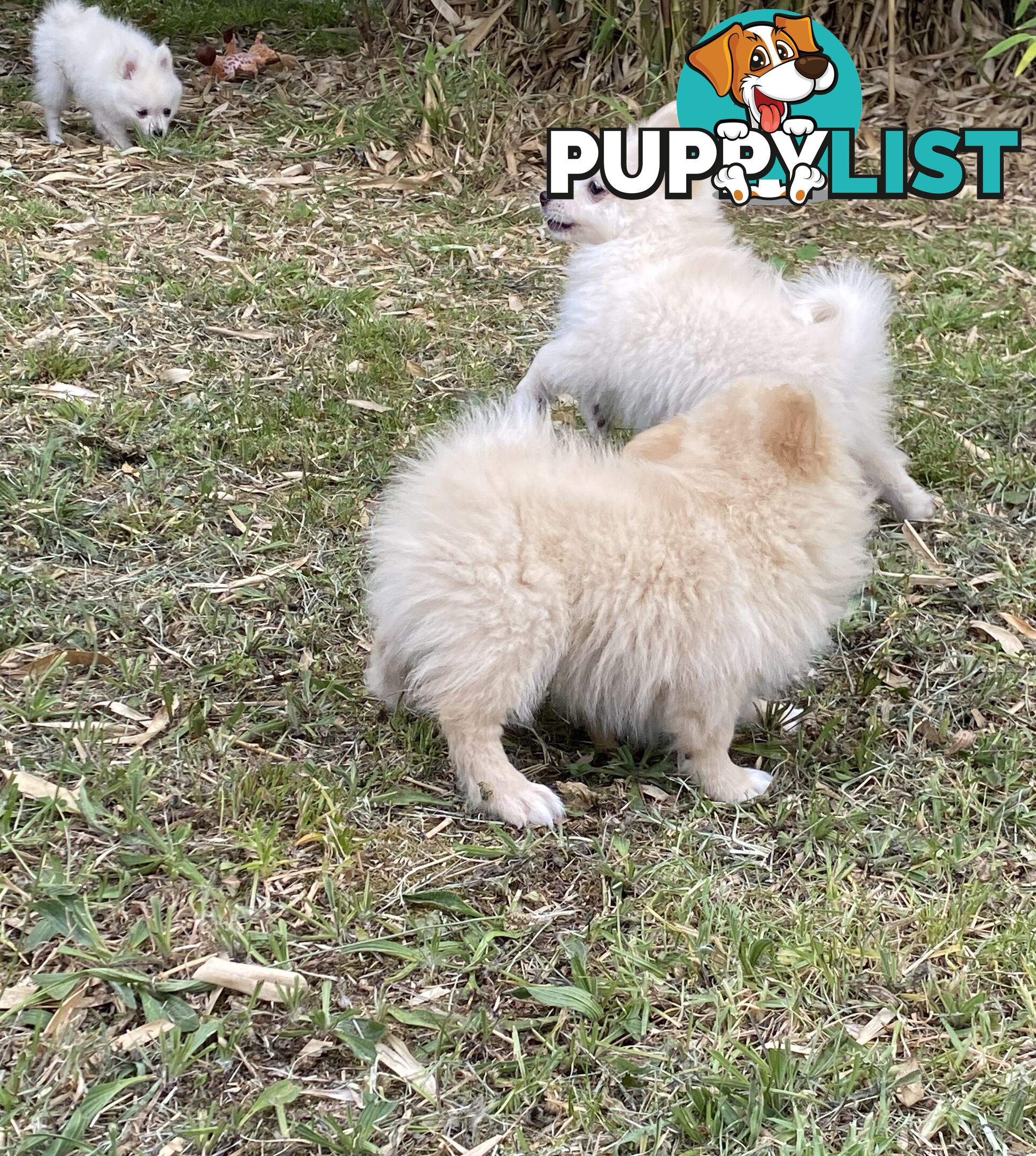 Pomeranian Puppies puppy