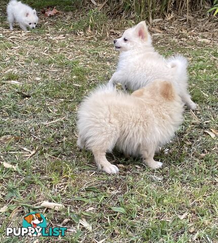 Pomeranian Puppies puppy