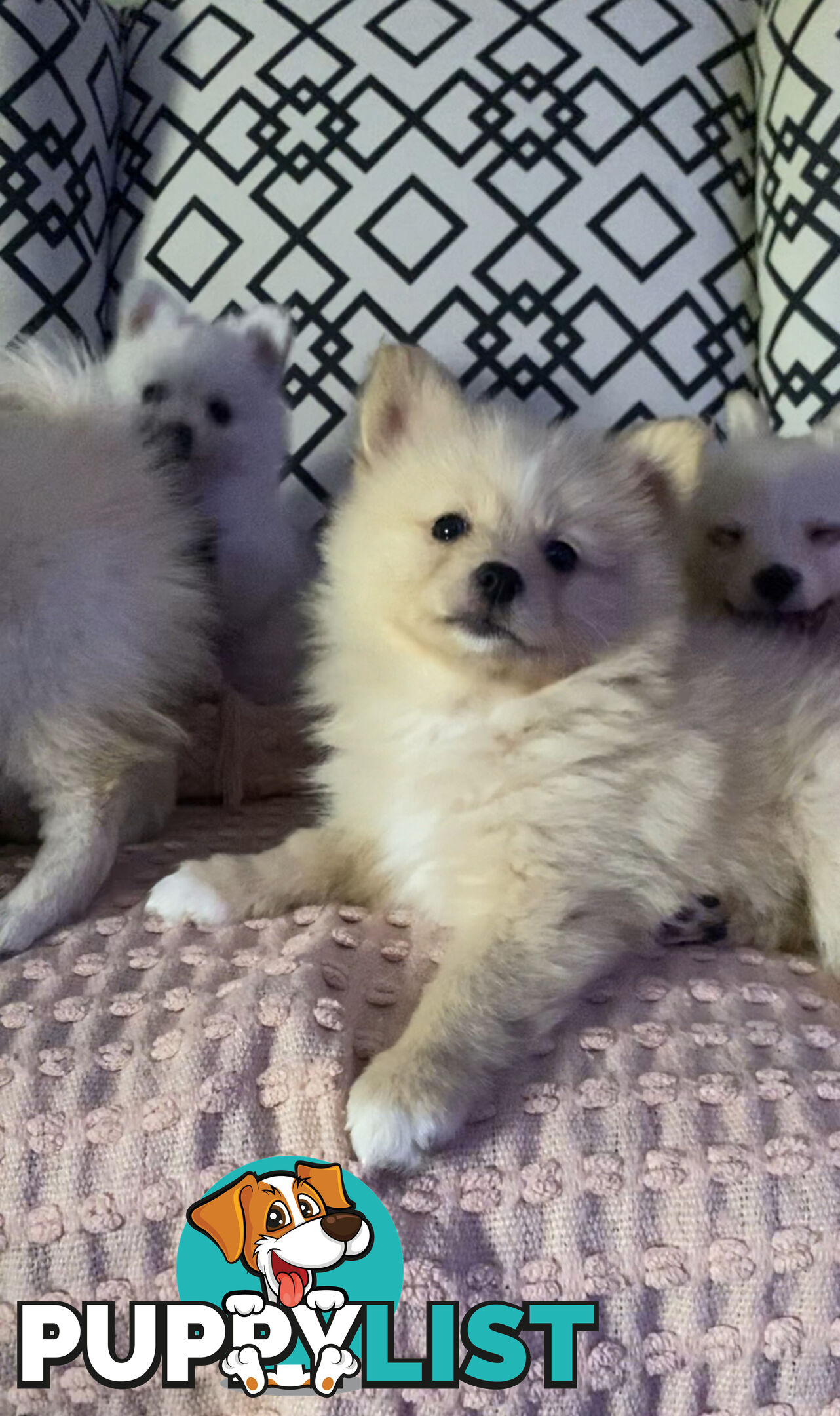 Pomeranian Puppies puppy