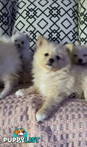 Pomeranian Puppies puppy