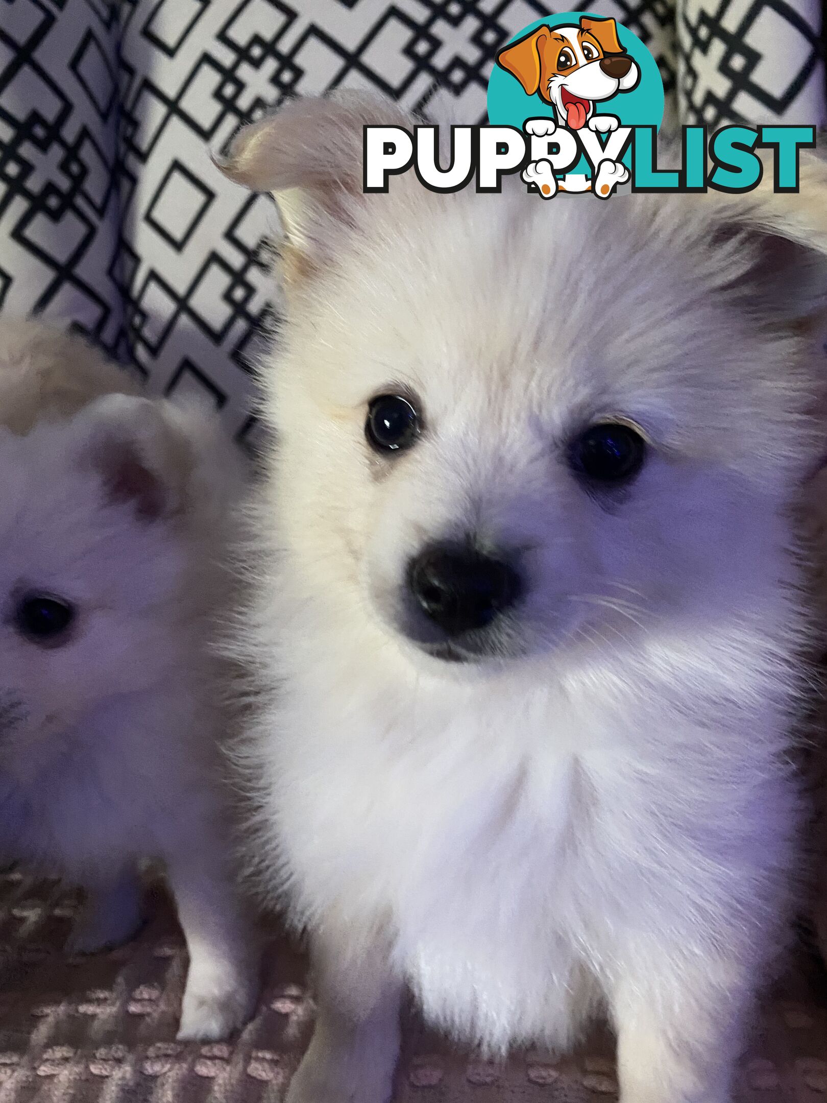 Pomeranian Puppies puppy