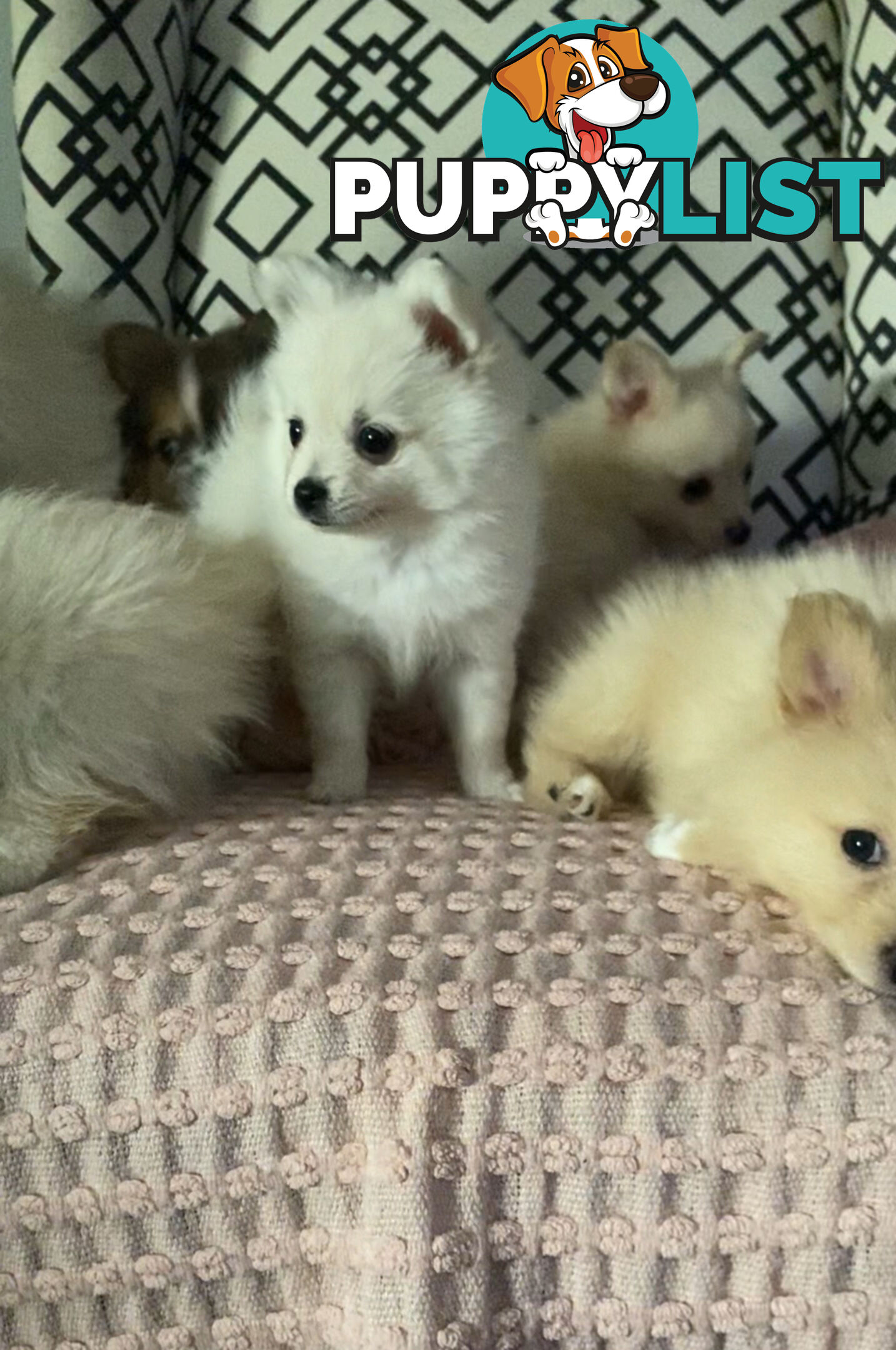 Pomeranian Puppies puppy