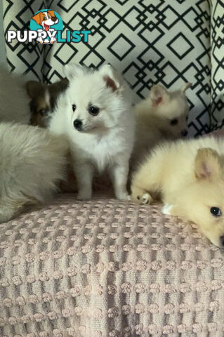 Pomeranian Puppies puppy