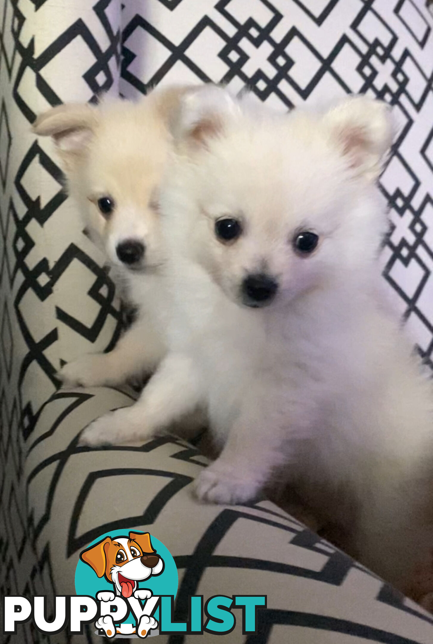 Pomeranian Puppies puppy