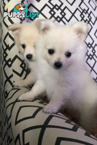 Pomeranian Puppies puppy