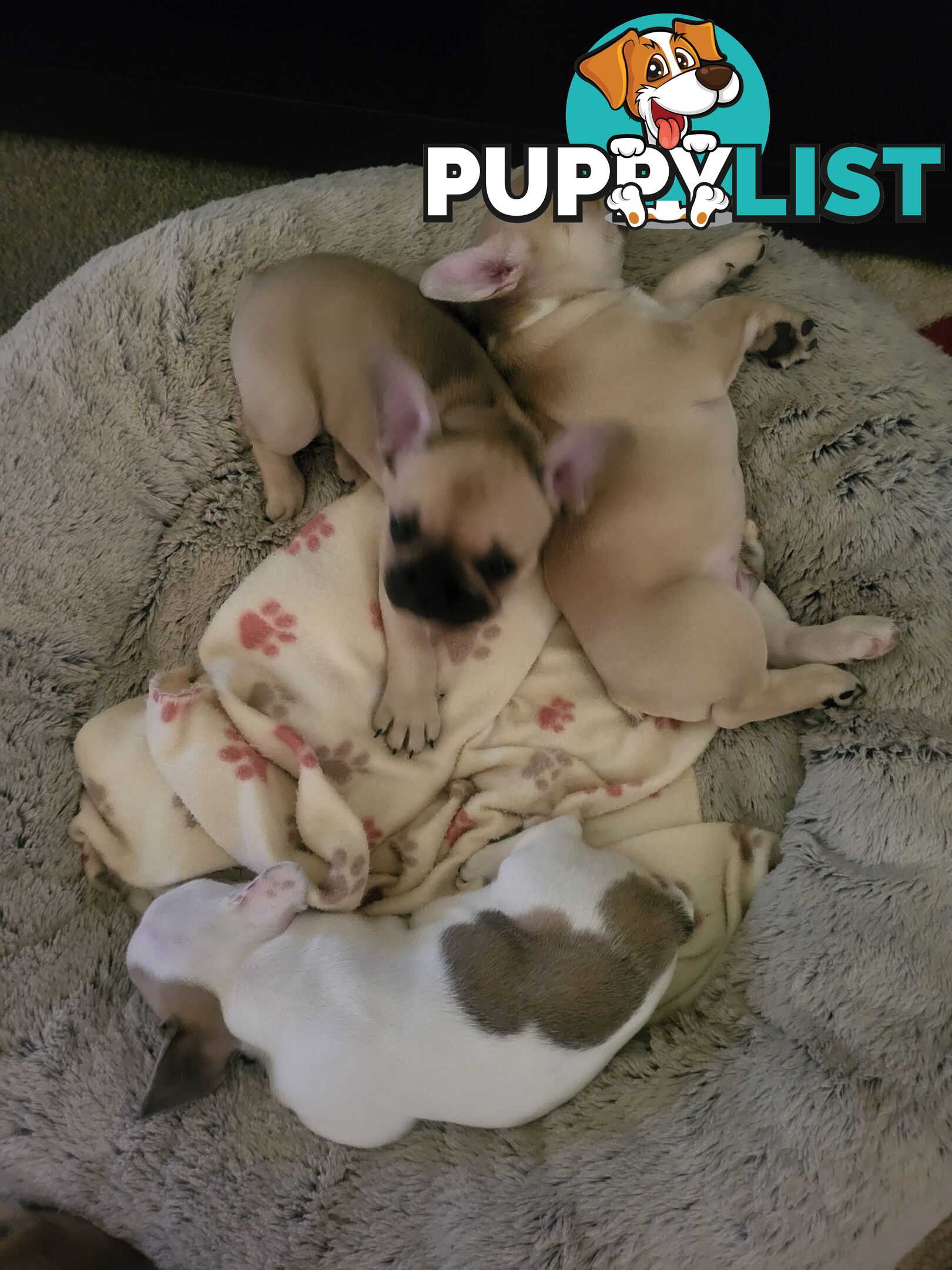 Frenchie pups 2 boys  1 girl