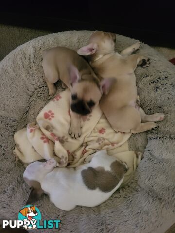 Frenchie pups 2 boys  1 girl