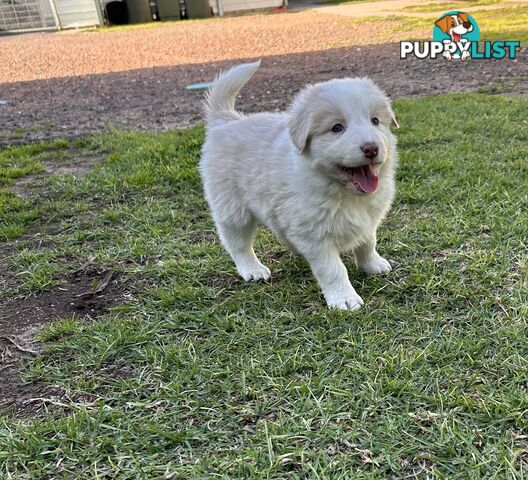 Pedigree Border Collie Puppies