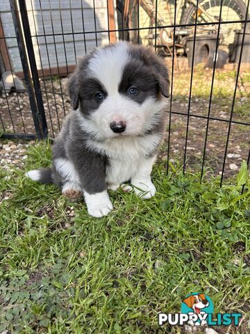 Pedigree Border Collie Puppies