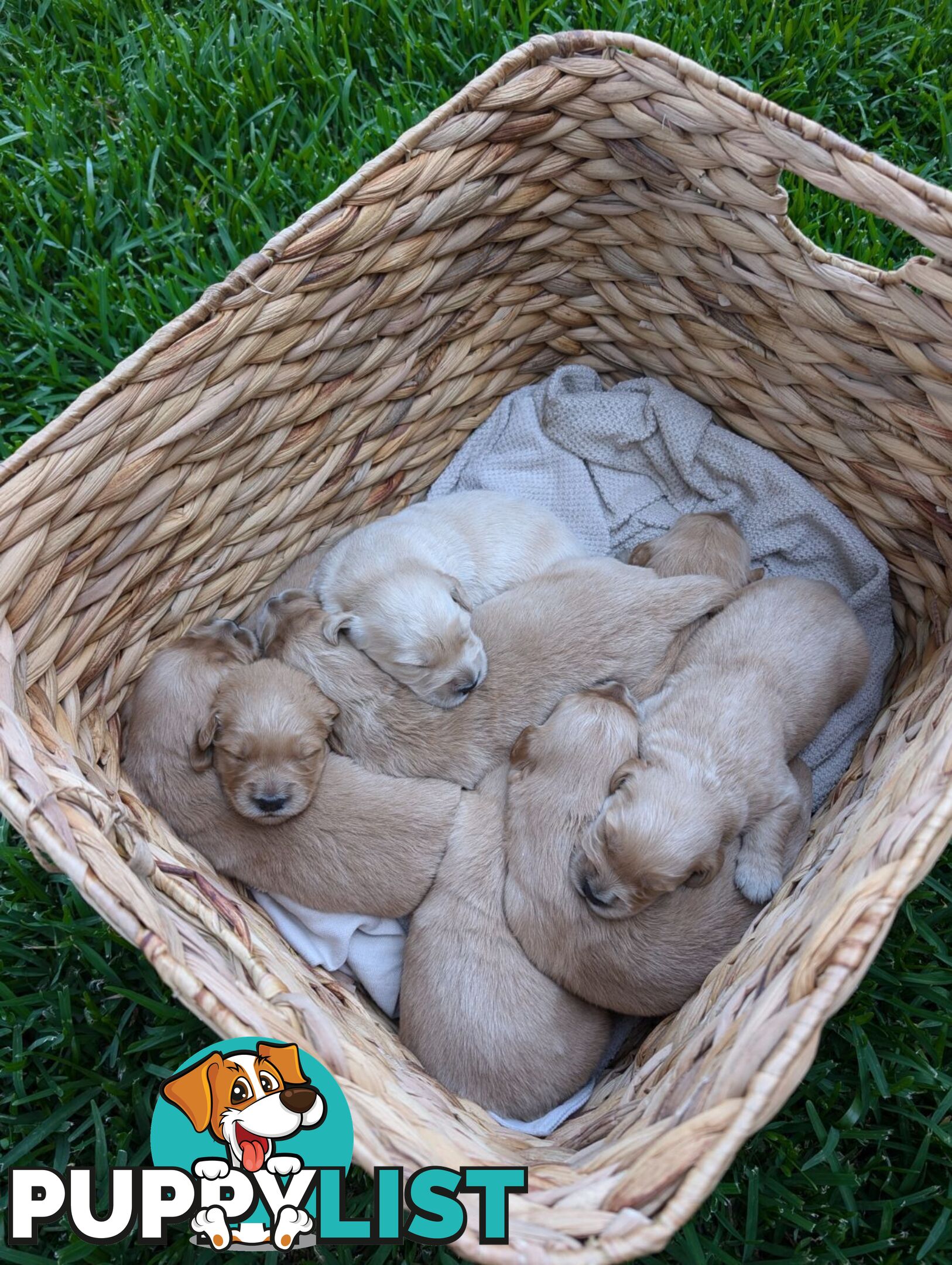 Dark golden retriever pups !!!