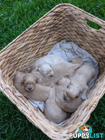 Dark golden retriever pups !!!