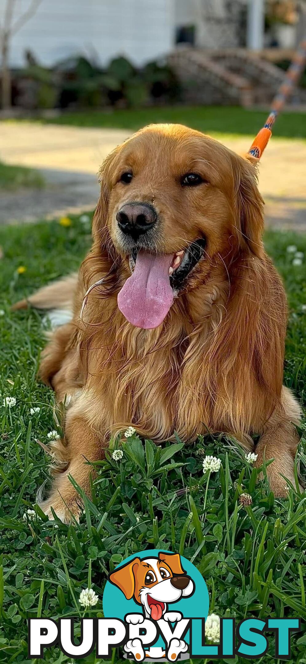 Dark golden retriever pups !!!