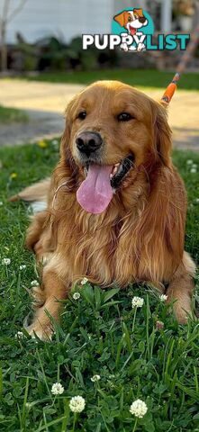 Dark golden retriever pups !!!