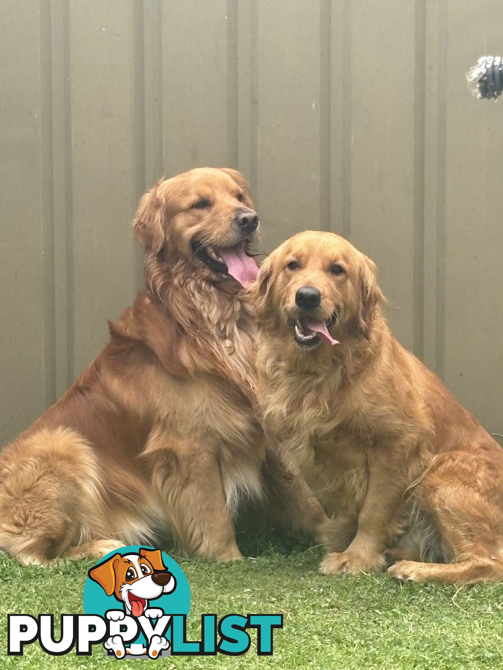 Dark golden retriever pups !!!