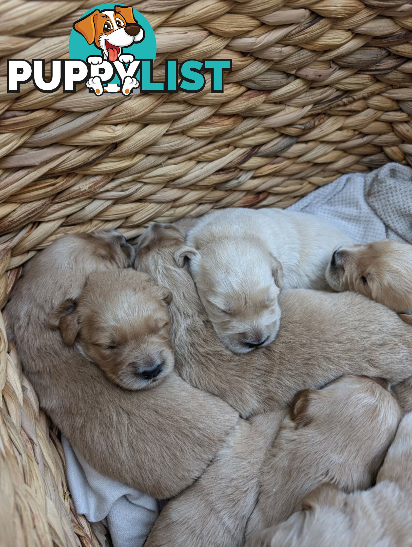 Dark golden retriever pups !!!