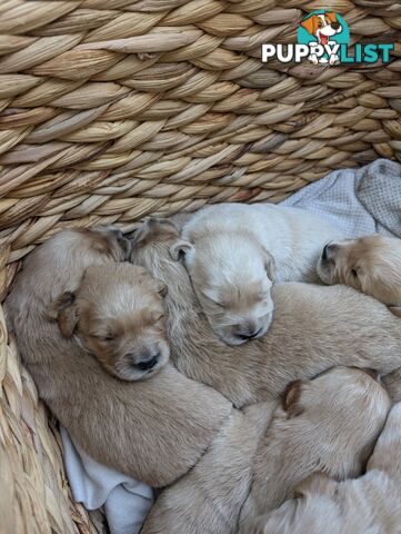 Dark golden retriever pups !!!