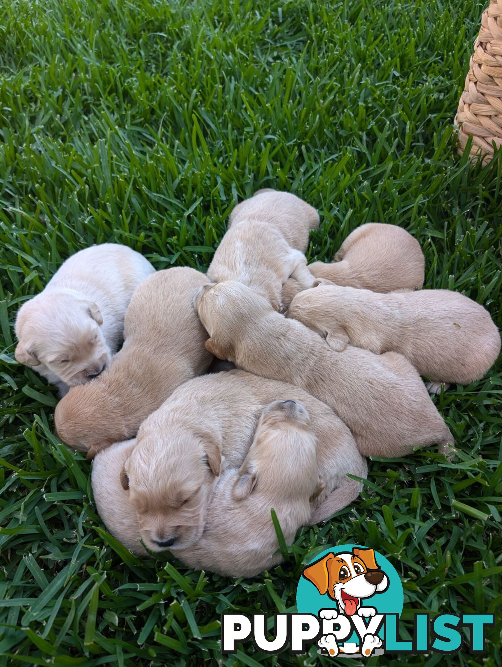 Dark golden retriever pups !!!