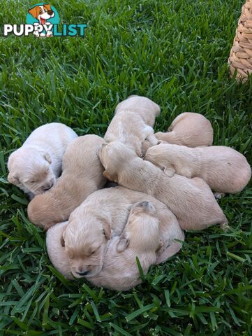 Dark golden retriever pups !!!