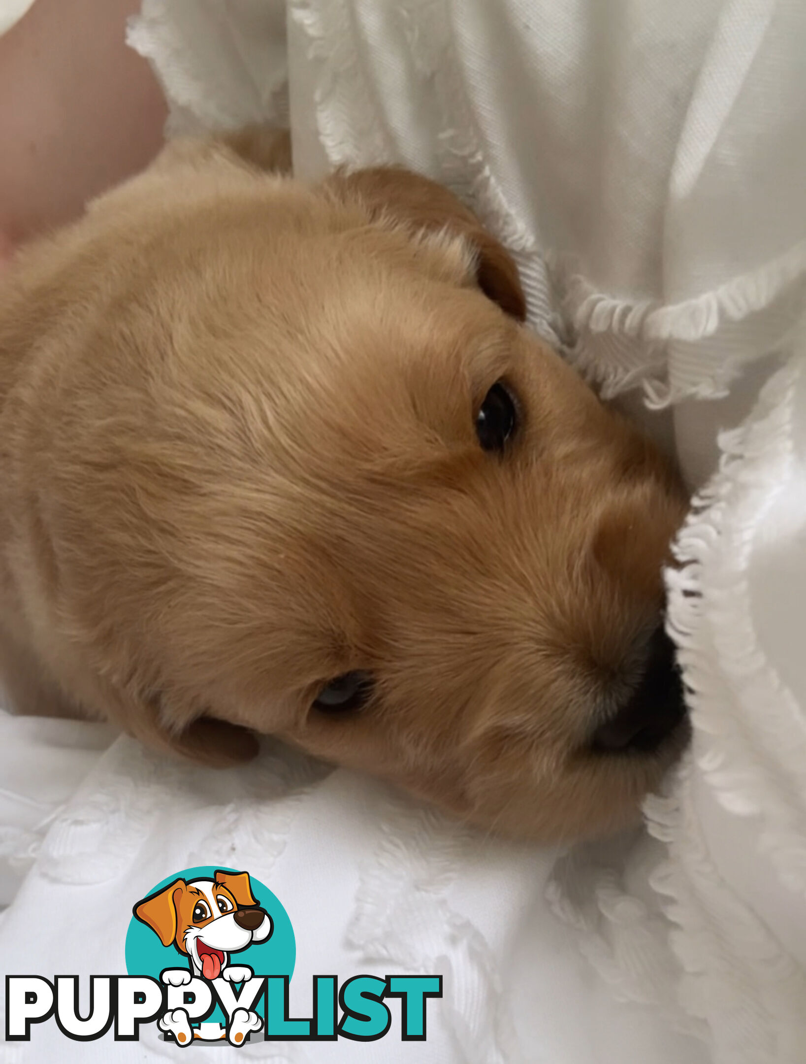 Dark golden retriever pups !!!