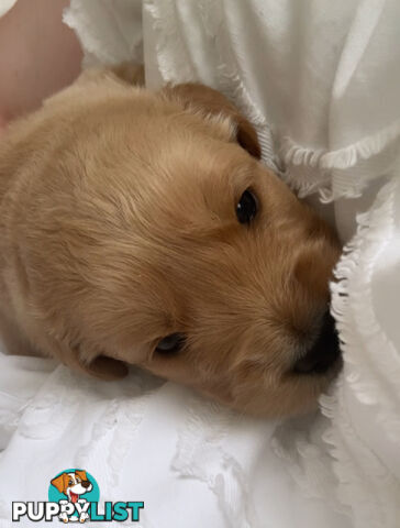 Dark golden retriever pups !!!