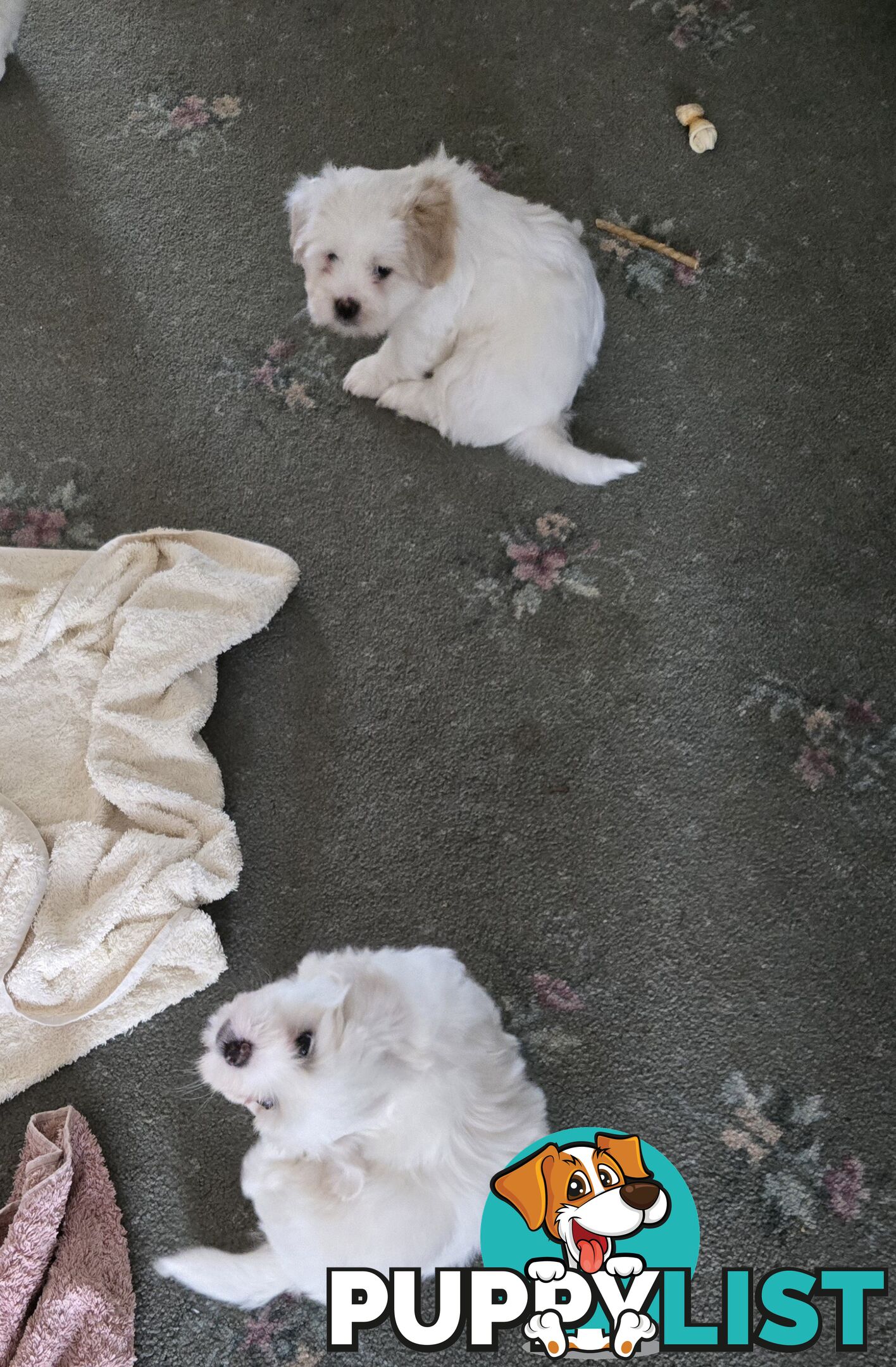 Lhasa apso cross shitzu puppies