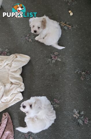 Lhasa apso cross shitzu puppies