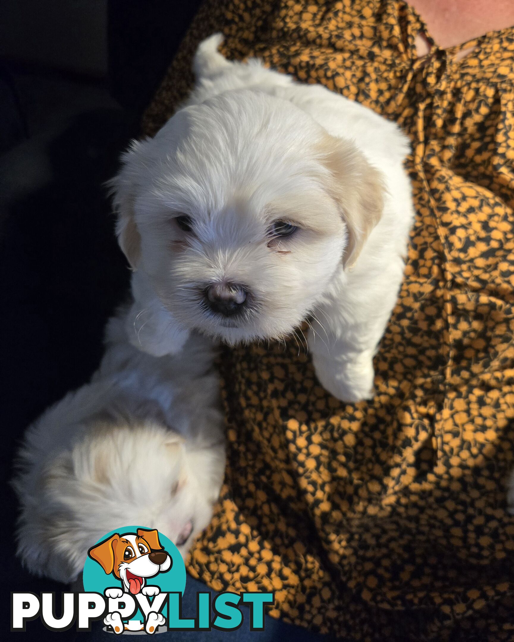 Lhasa apso cross shitzu puppies