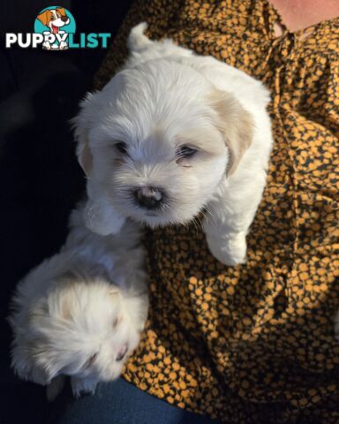 Lhasa apso cross shitzu puppies