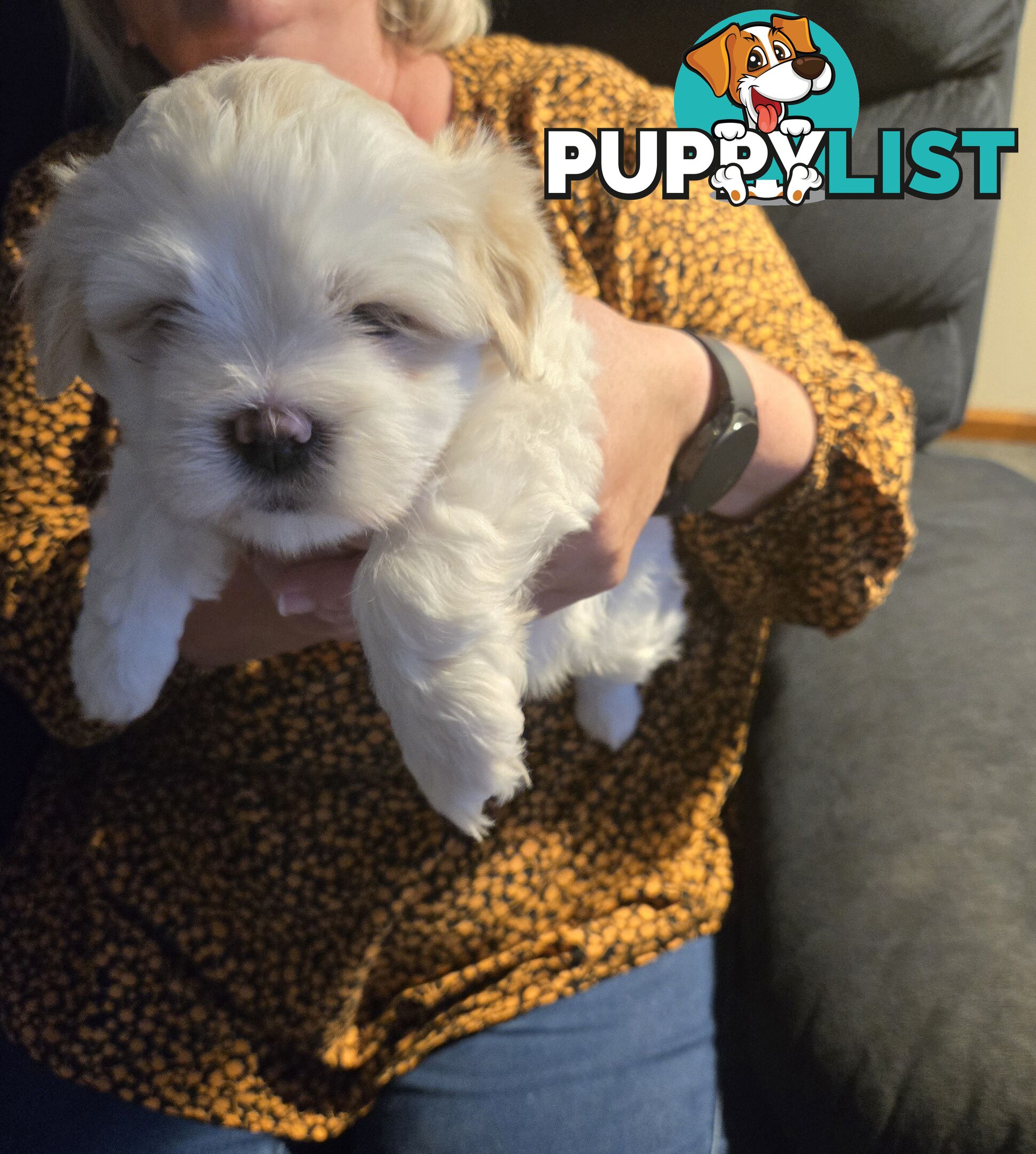 Lhasa apso cross shitzu puppies