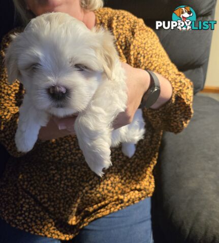 Lhasa apso cross shitzu puppies