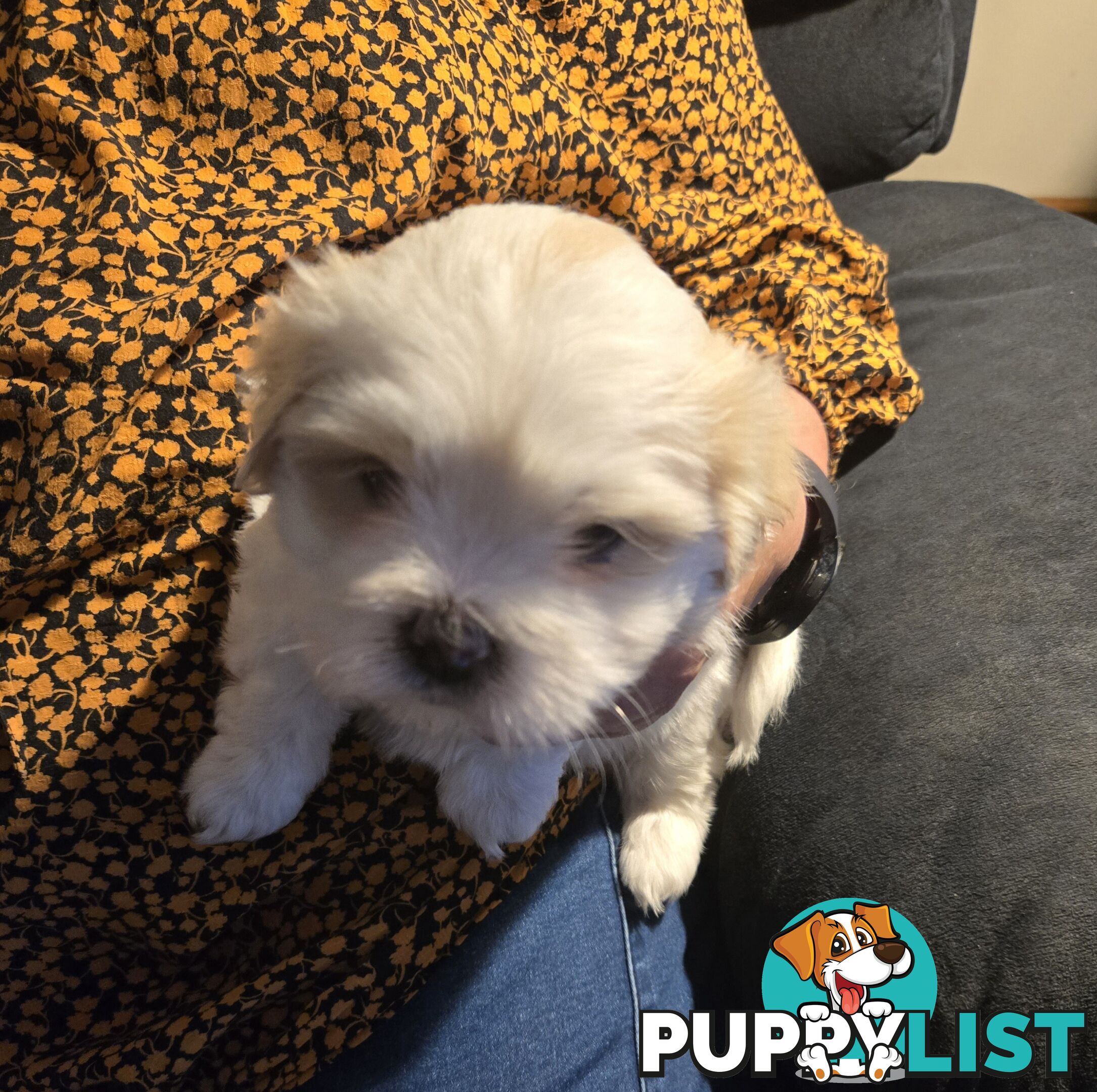 Lhasa apso cross shitzu puppies