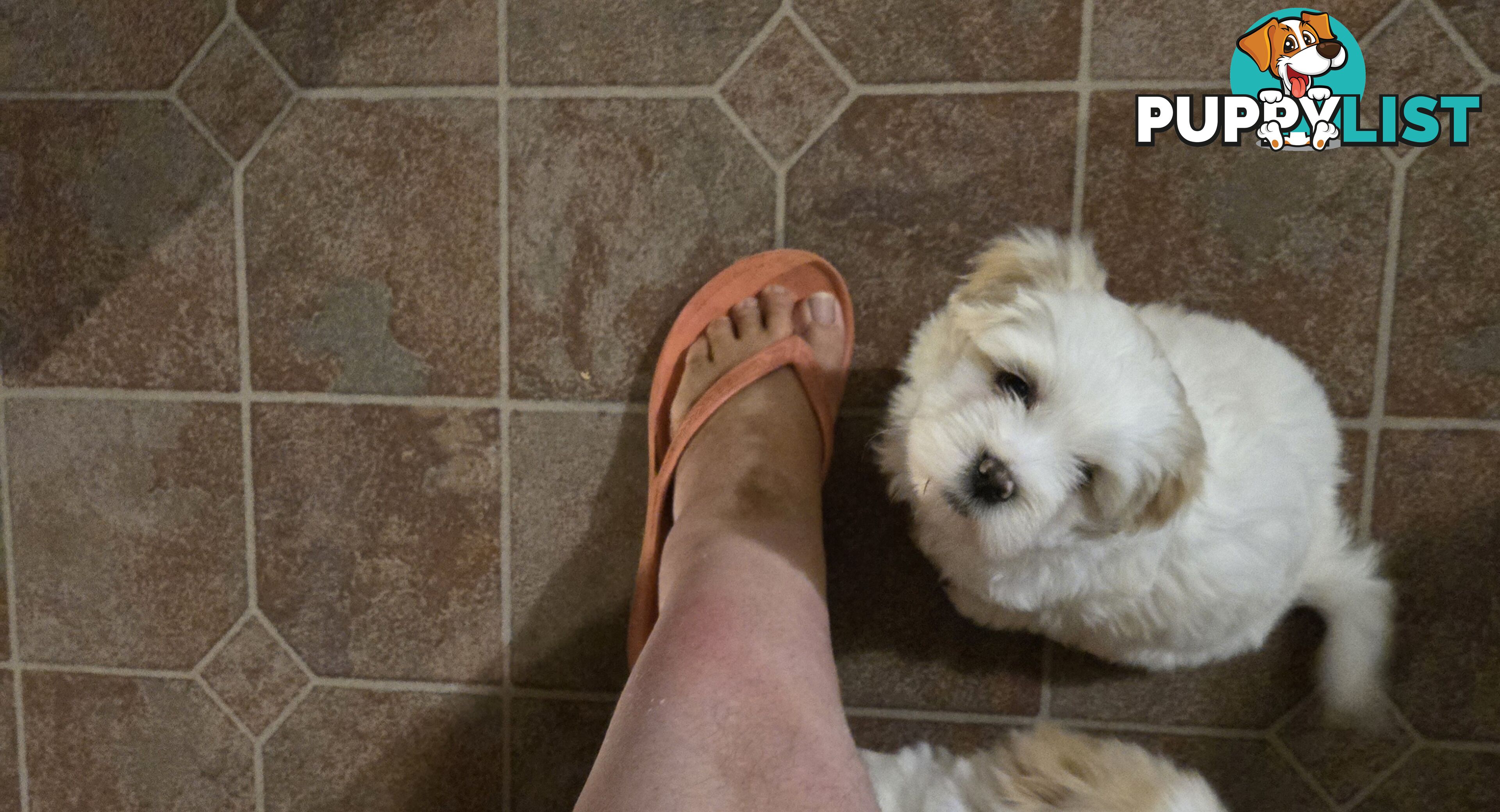 Lhasa apso cross shitzu puppies