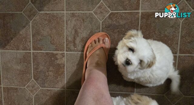 Lhasa apso cross shitzu puppies