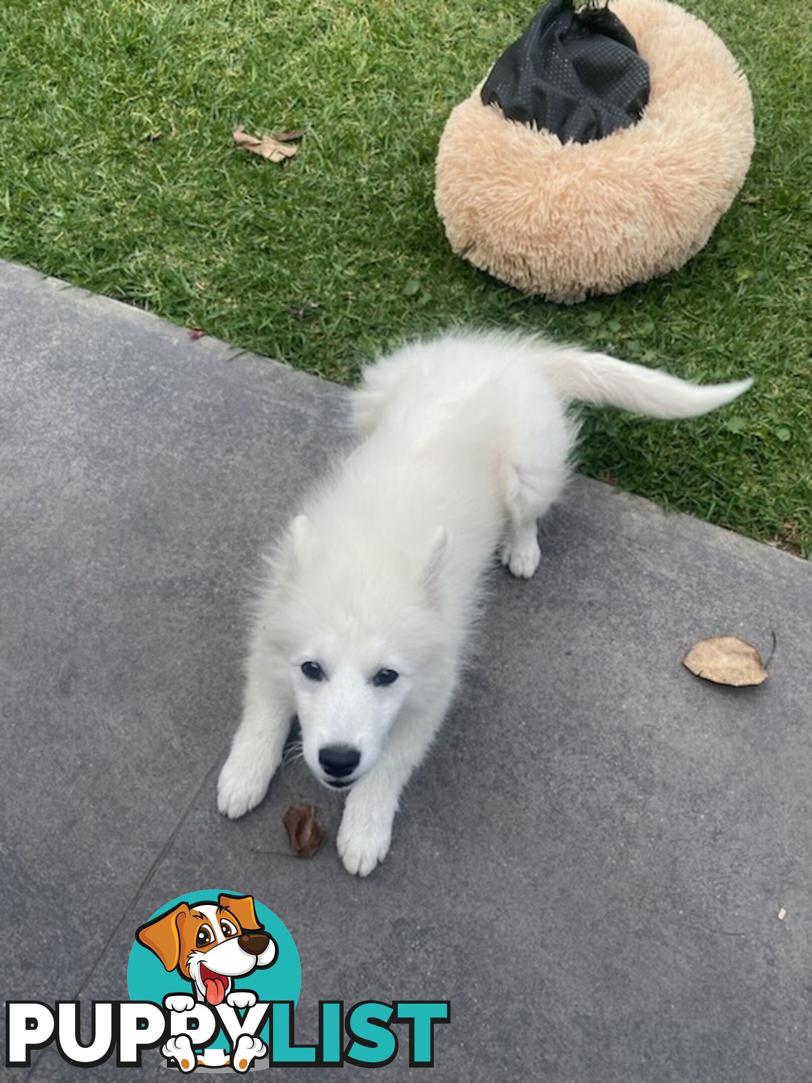 PURE JAPANESE SPITZ PUPPY